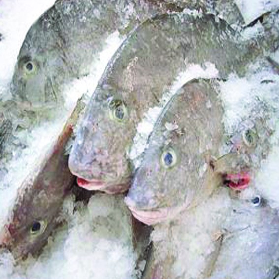 Как приготовить замороженную рыбу