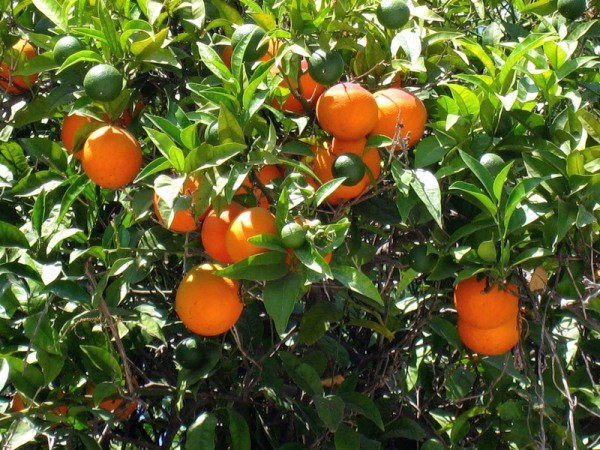 Как вырастить апельсиновое дерево