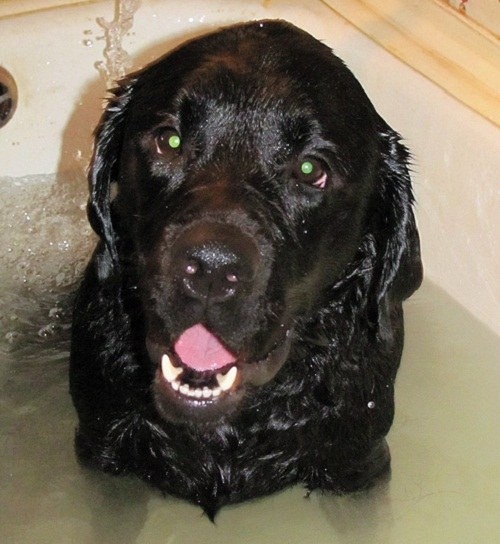 Labrador in the bath with warm water