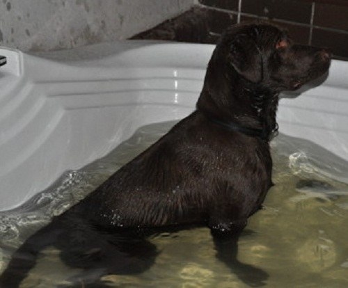 Washed Labrador