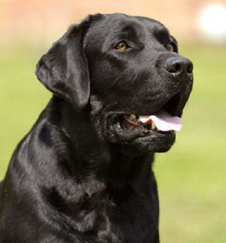 How to bathe your Labrador