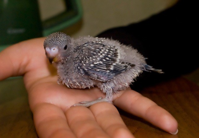 How to feed baby birds parrots