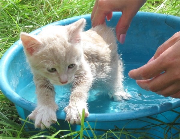 How to bathe a kitten