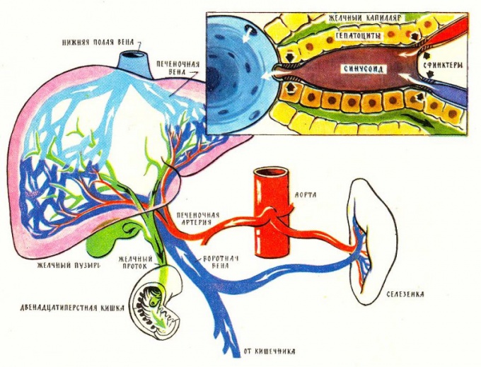 What to do when the pain in the liver