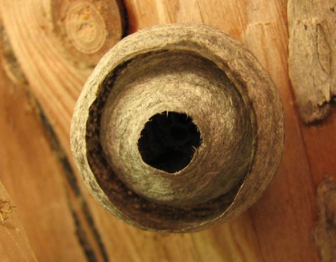 How to destroy wasp nests