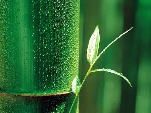 Что делают из бамбука