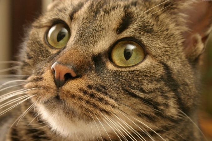 почему коты часто чихают