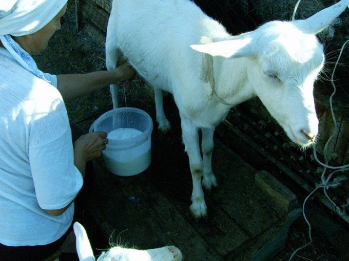How to give an infant goats milk