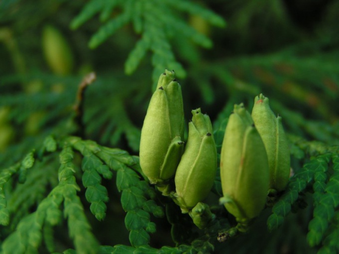 How to plant arborvitae