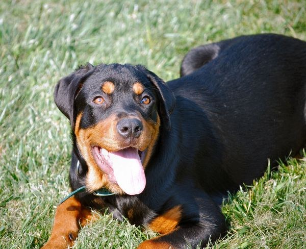 How to feed a Rottweiler puppy