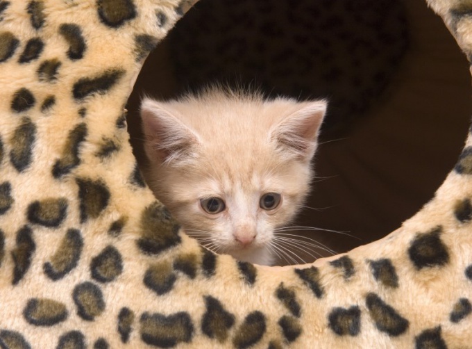 What to do if a cat sheds