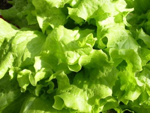 How to grow lettuce