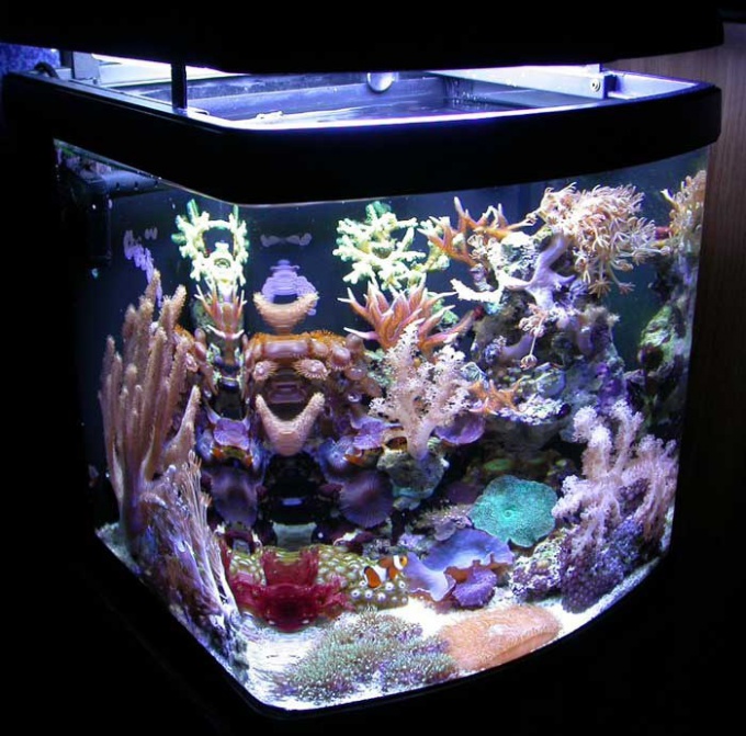 How to make an aquarium without fish