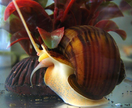 How to care for aquarium snail