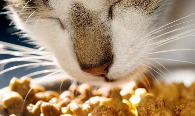 How to choose cat food for kidney stones