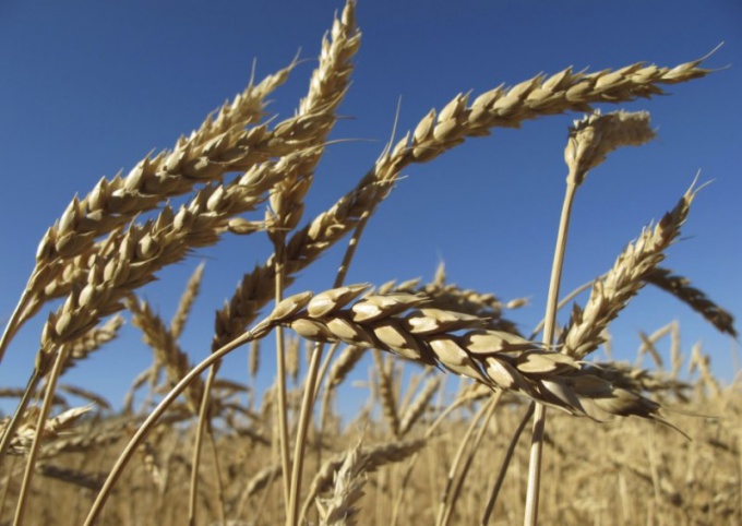 Что делают из пшеницы
