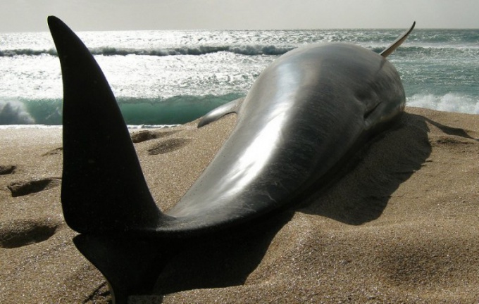 Почему выбрасываются киты