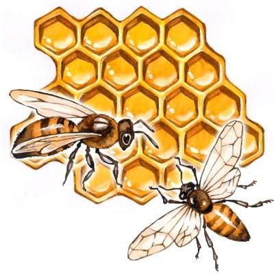 Как предотвратить роение пчел