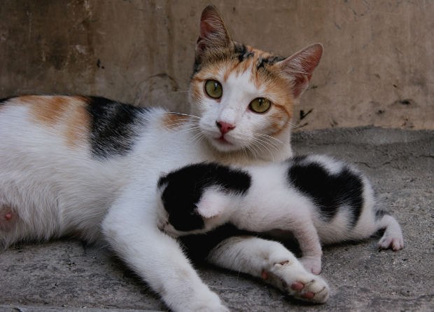 Что делать, если кошка сама не может родить