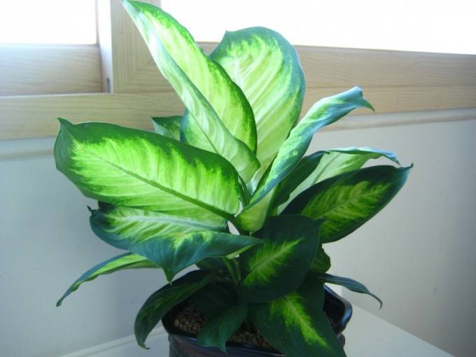 How to water the dieffenbachia