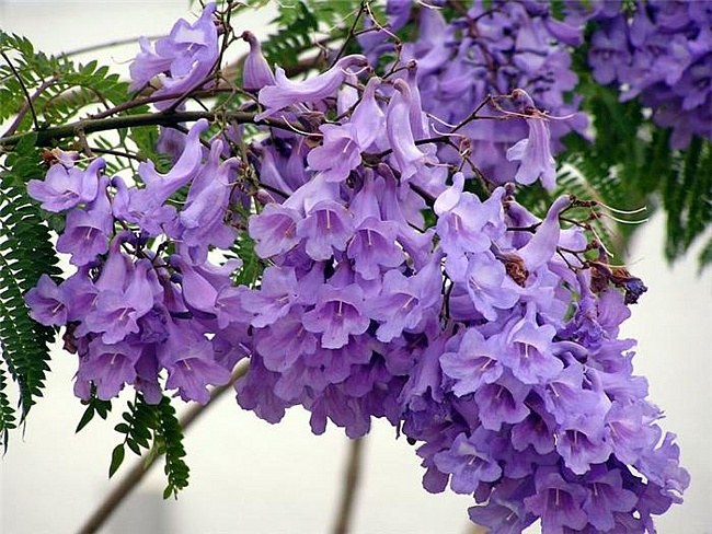 How to make lilac color