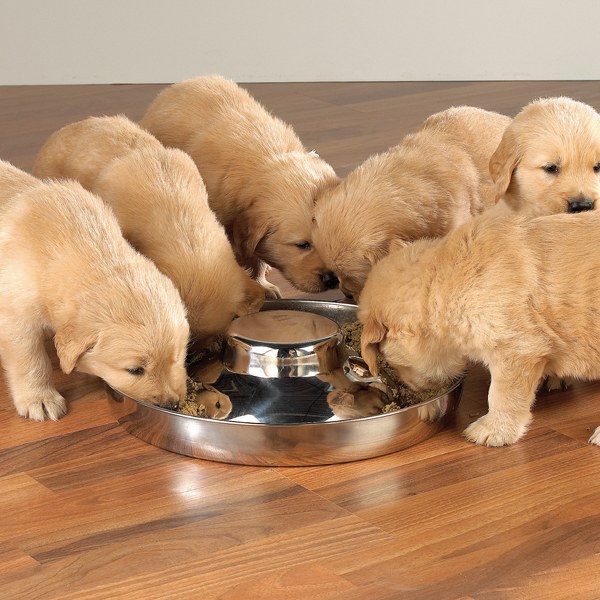 How to feed puppies