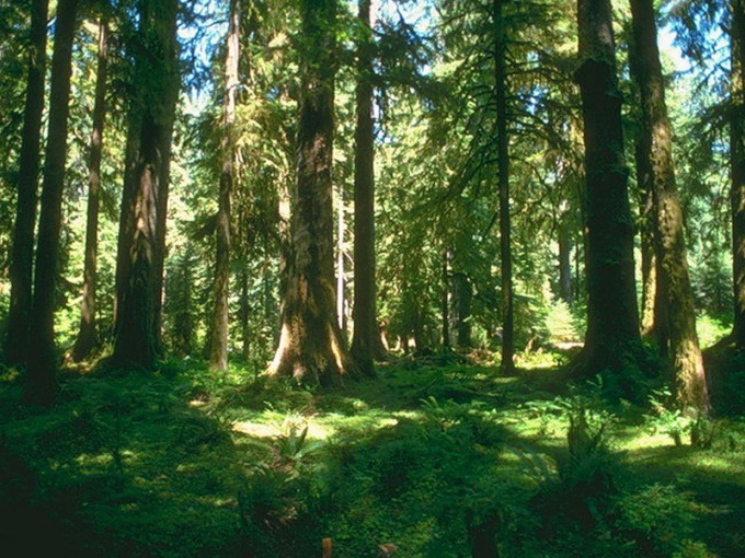 Почему нужно защищать леса