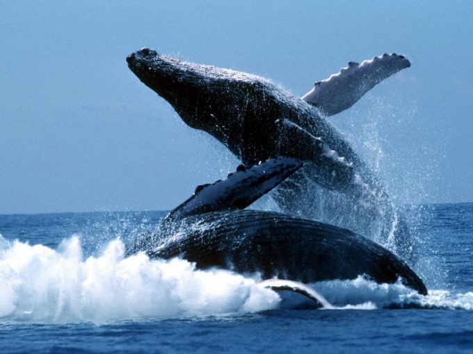 Почему исчезают киты