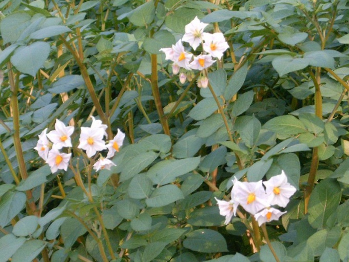 How to plant potato seeds