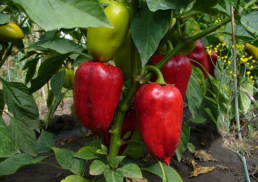 Why peppers do not grow