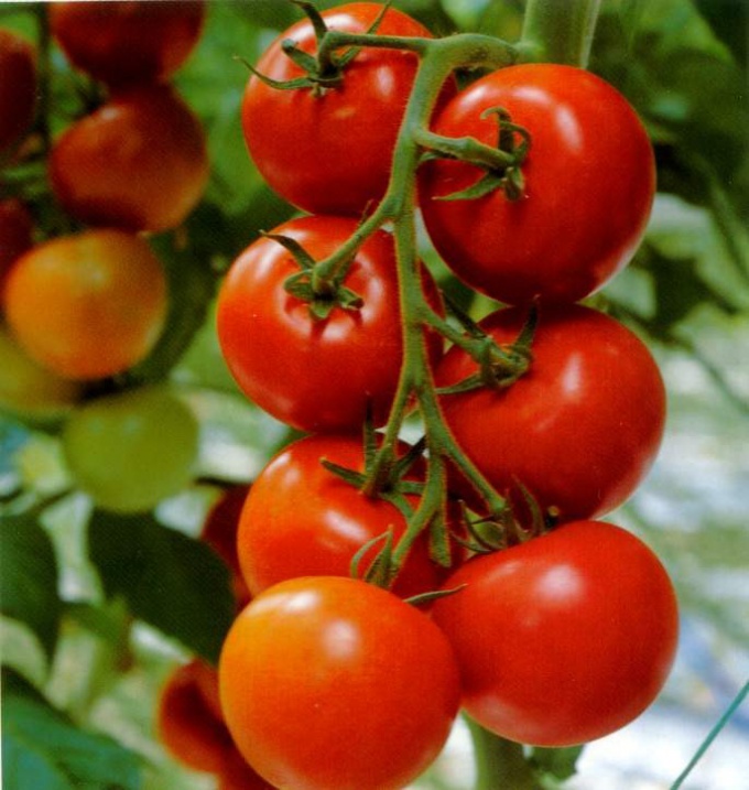 Почему вянут помидоры