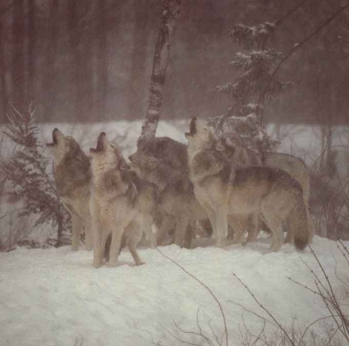 волки воют