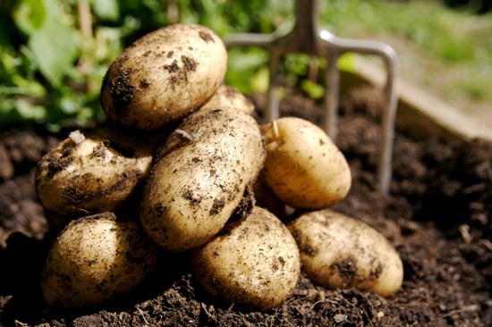 Почему чернеет картофель