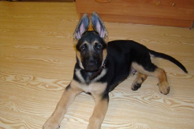 How to raise a German shepherd puppy