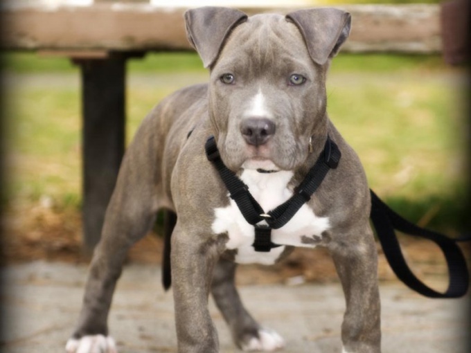 How to train a pit bull