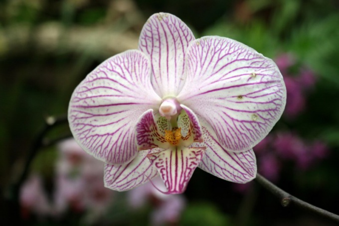 Как определить вид орхидеи