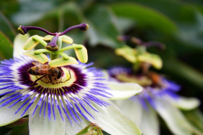 How to grow passion fruit