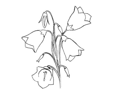 Как нарисовать цветок колокольчика