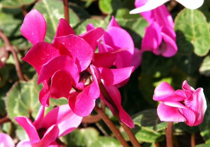 How to plant cyclamen seeds