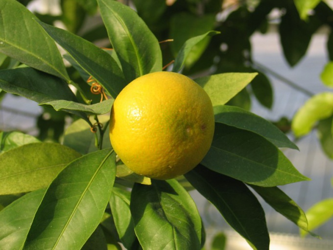 Как вырастить лимон в теплице