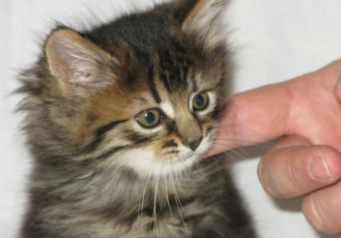 How to raise a kitten of Siberian cat