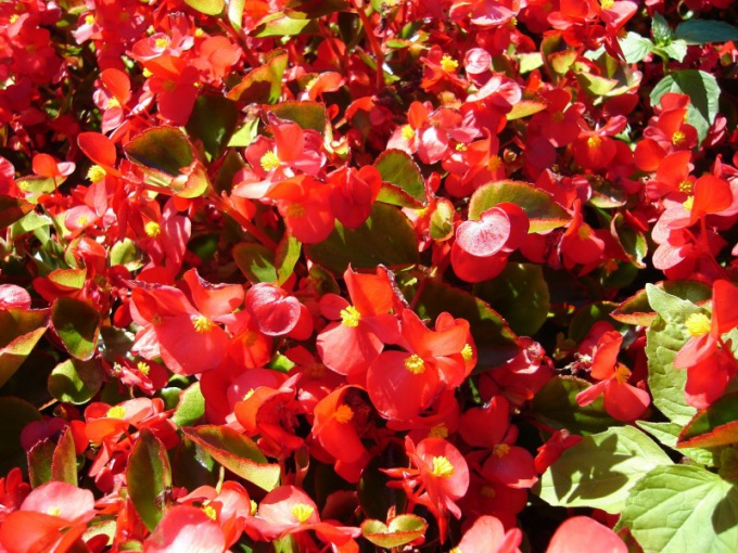 How to care for begonia