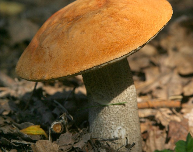 Как отличить гриб подосиновик