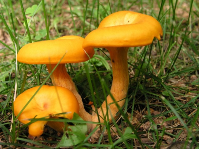 How to freeze chanterelle