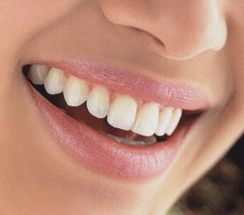 Почему зубы имеют разное строение