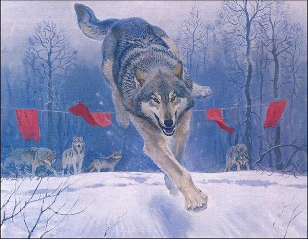 Why wolves are scared of flags