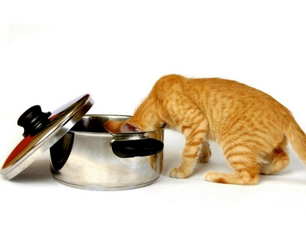 витамины для кошек при мочекаменной болезни