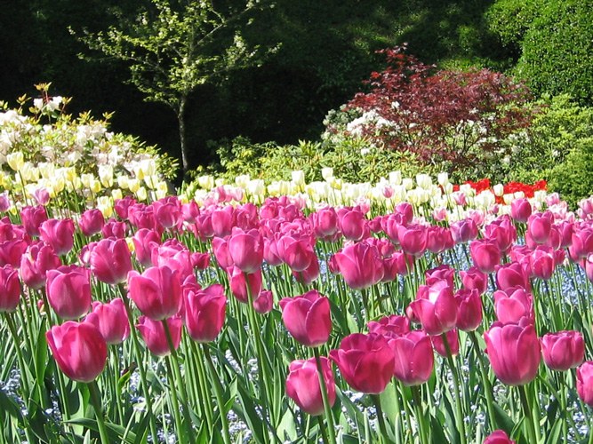 How to store Tulip bulbs until spring