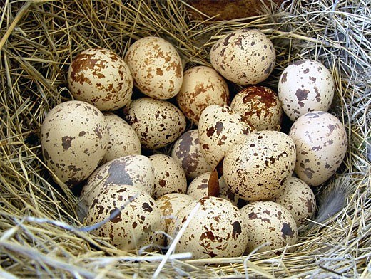 How to make quail egg shell