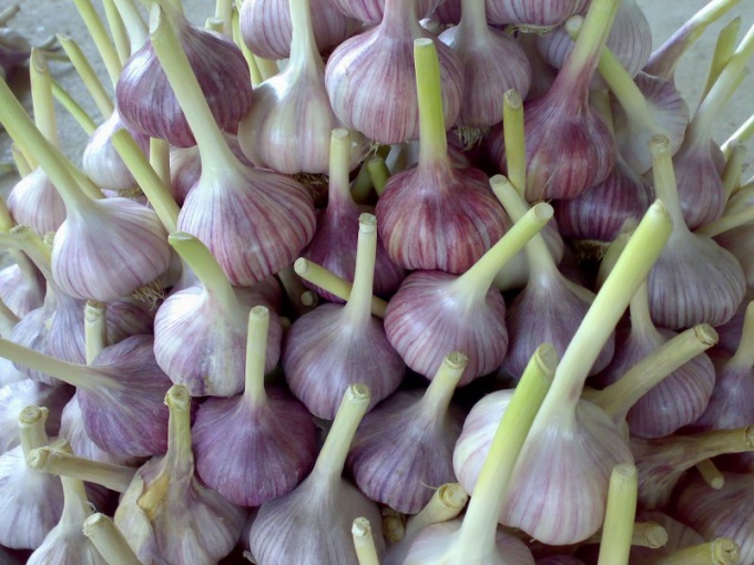 How to grow big garlic